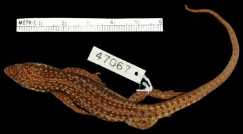 Media type: image;   Herpetology R-47067 Aspect: dorsal